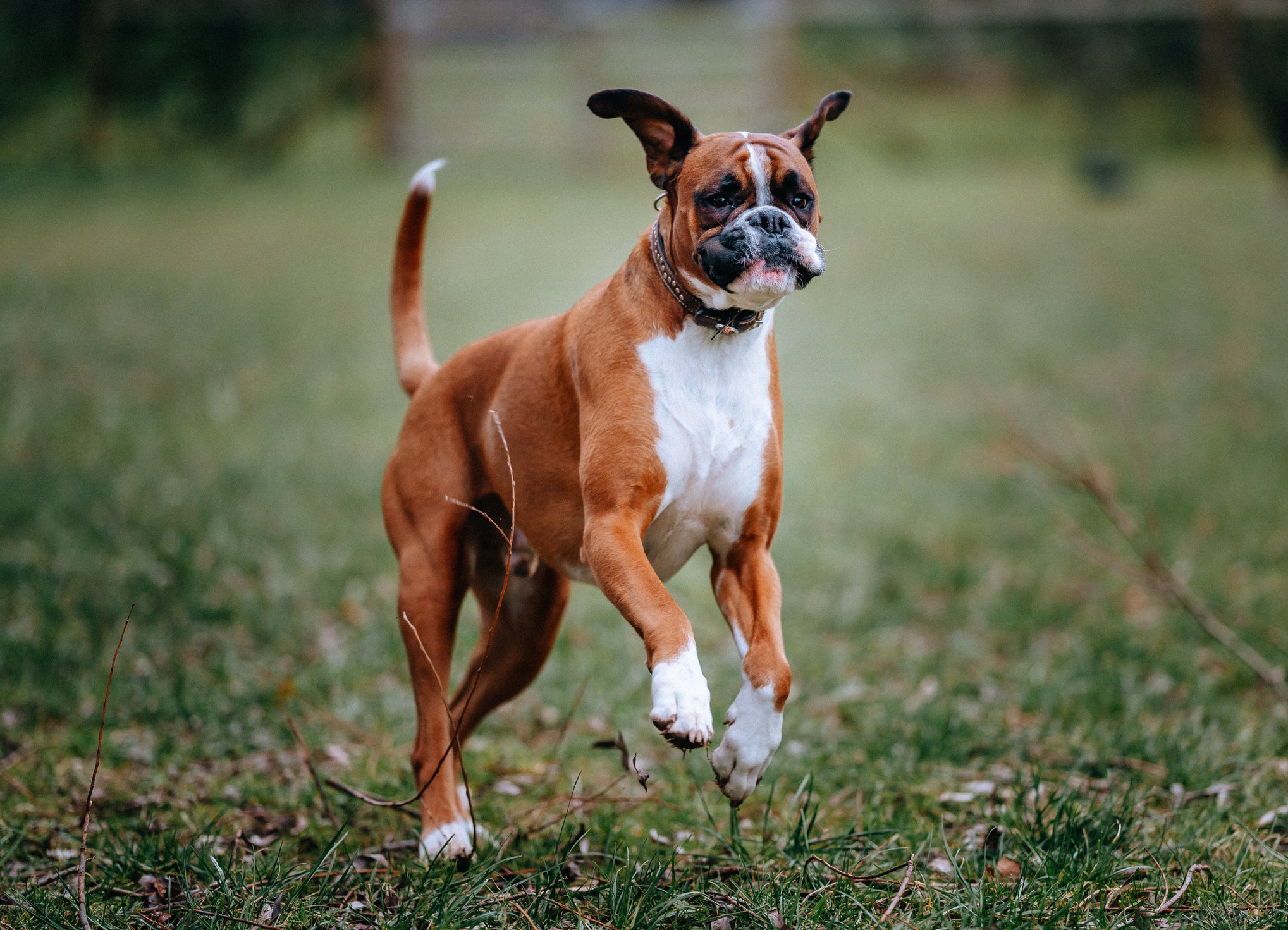 Cão Boxer correndo em campo aberto