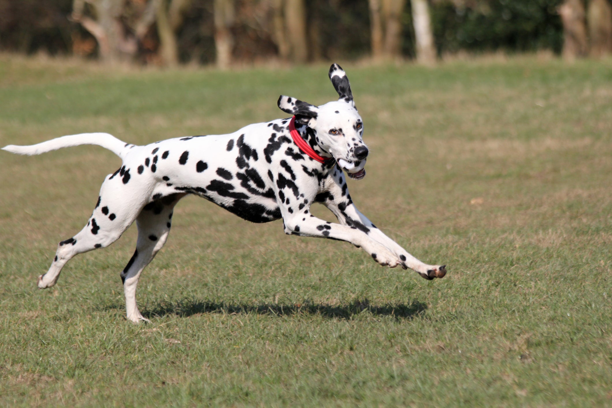 Cão Dálmata correndo com bolinha na boca em gramado ensolarado