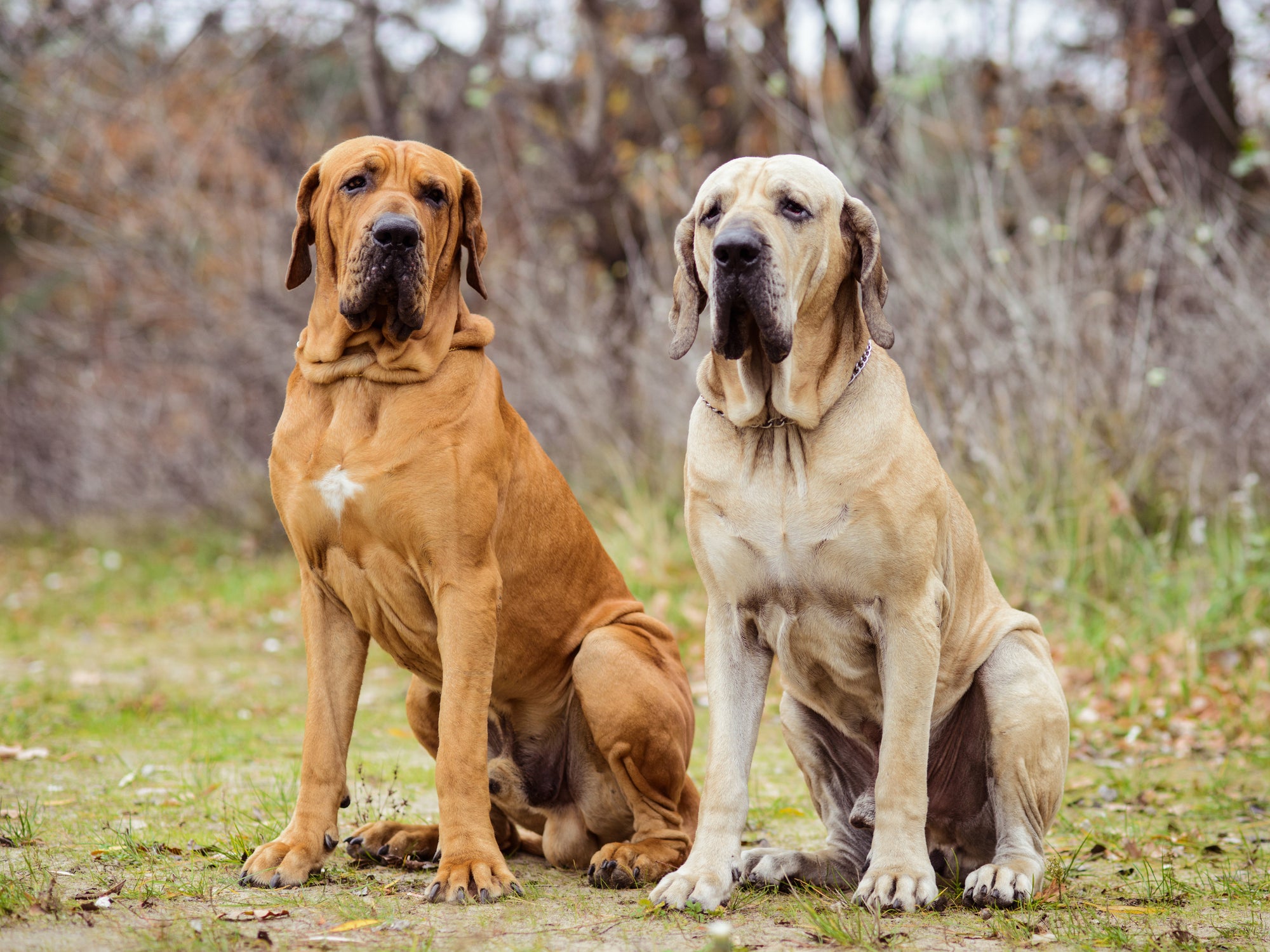 Dois cães da raça Fila Brasileiro sentados