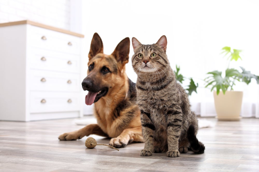 outubro rosa pet: cão e gato juntos