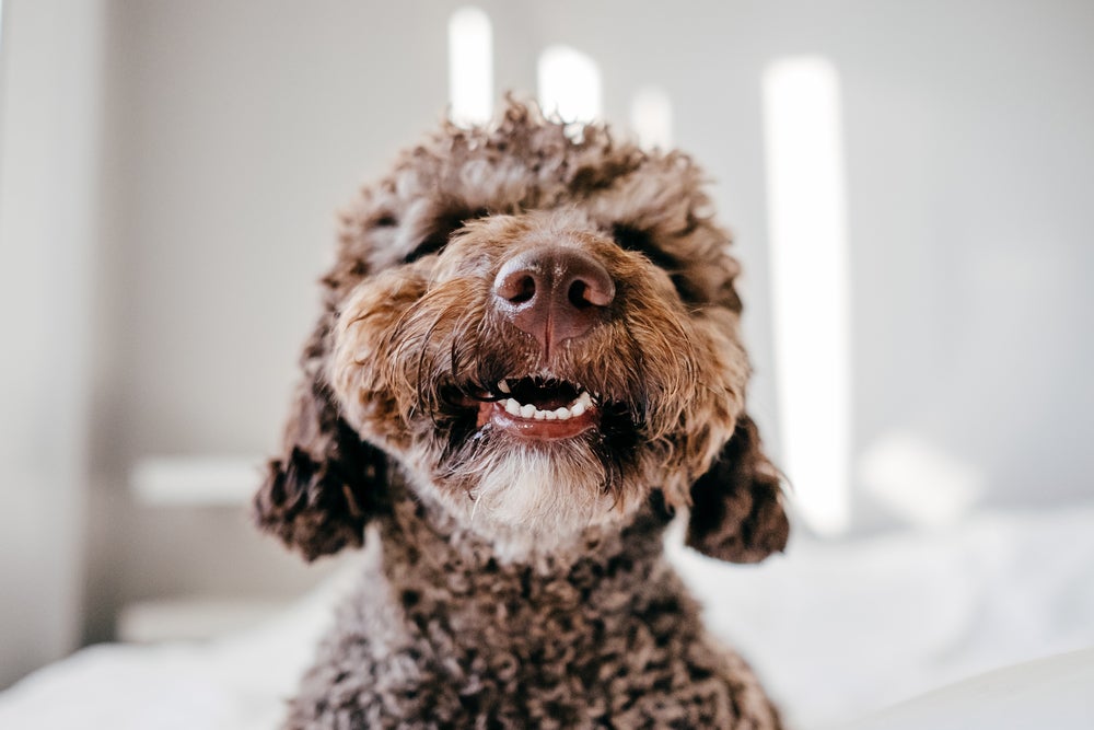 câncer em cachorro: cão com a boca aberta