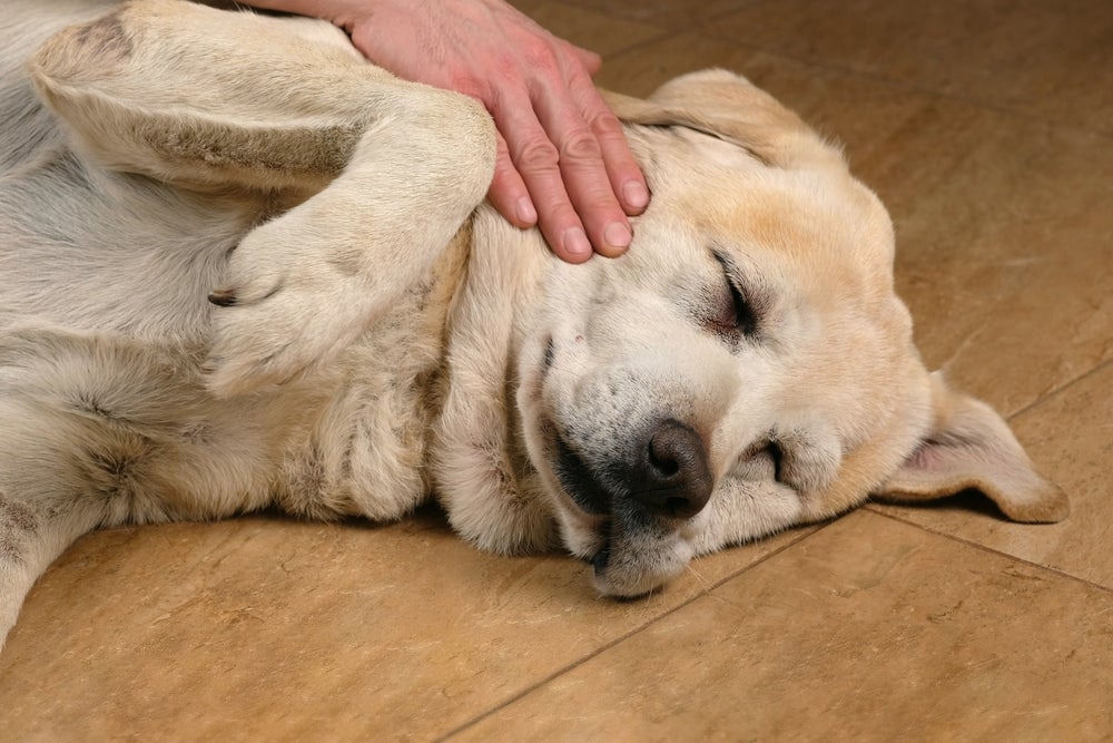 câncer em cachorro: cão deitado no chão recebendo carinho do dono