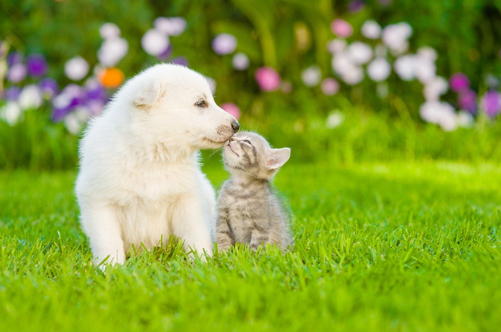 cachorro e gato de pele clara juntos na grama