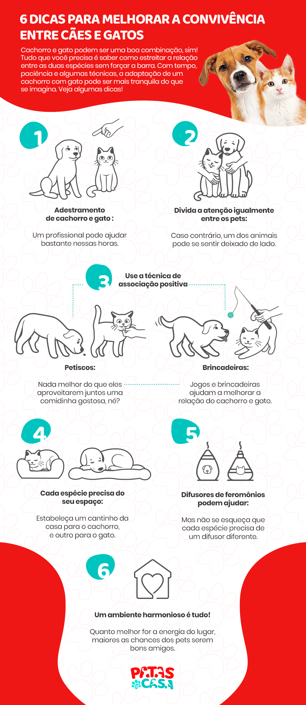 infográfico sobre como melhorar a relação entre cães e gatos