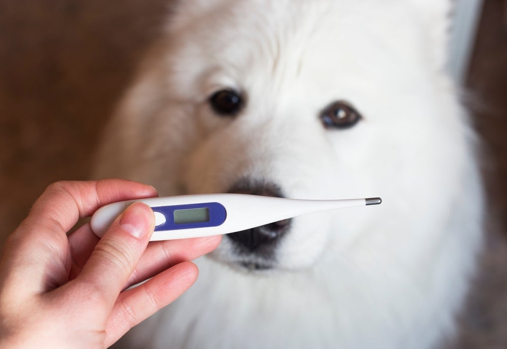 cachorro com febre e pessoa vendo termômetro