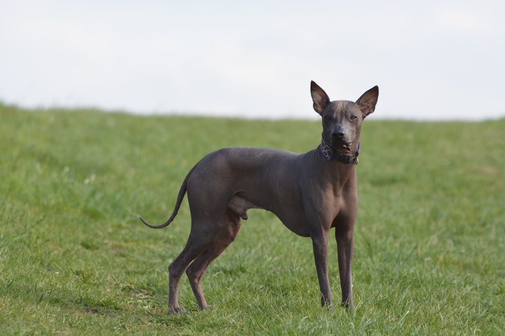 cão pelado peruano na floresta