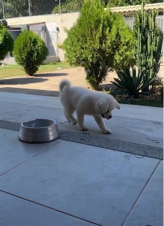 cachorro cego andando no quintal de casa