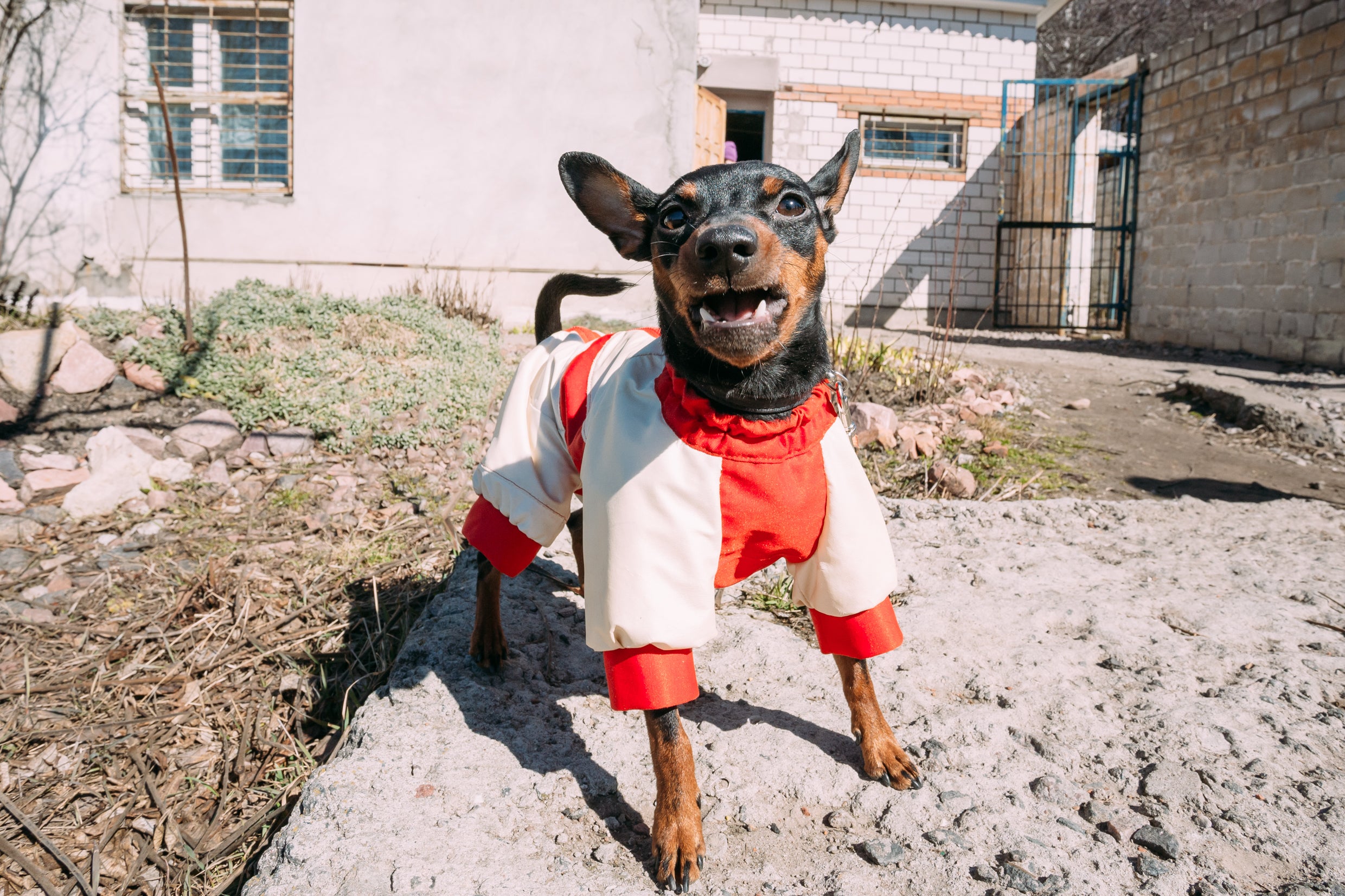 cachorro Pinscher de roupa latindo fora de casa