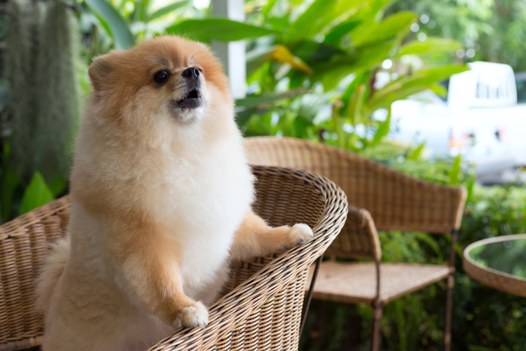 Lulu da Pomerânea apoiado no sofá latindo