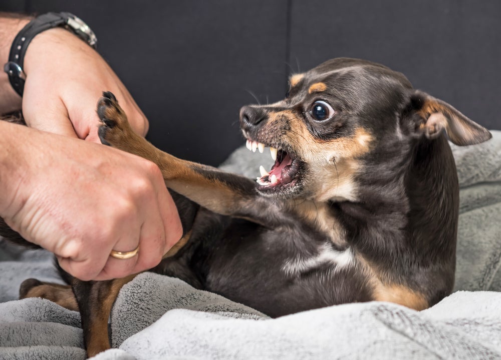 cachorro agressivo com raiva do dono