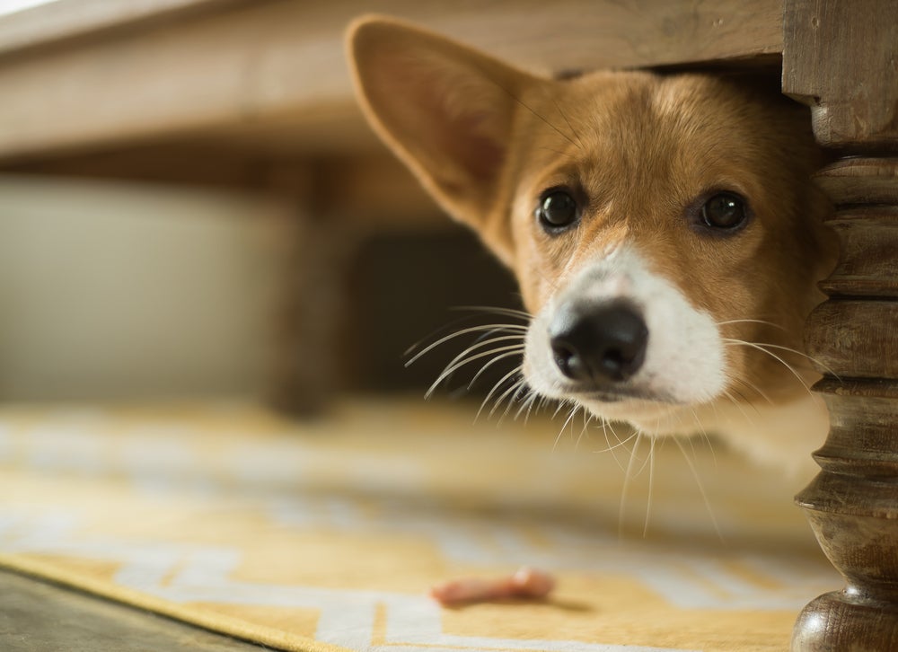 comportamento canino: cachorro com ansiedade de separação