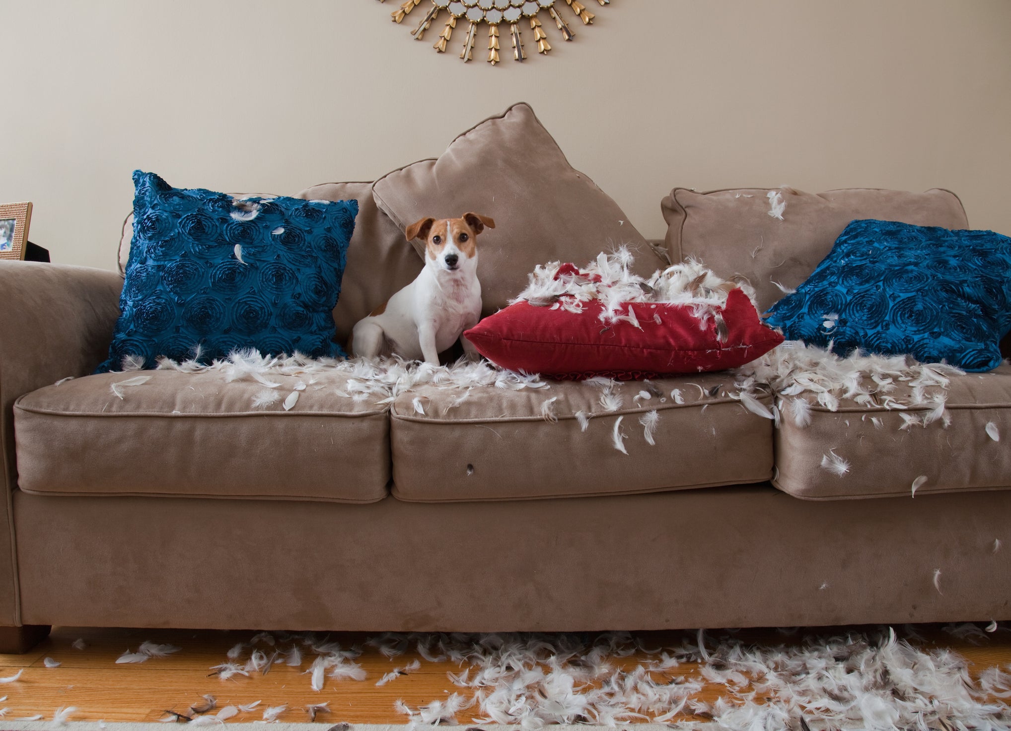 Jack Russel Terrier em cima do sofá com almofadas destruídas