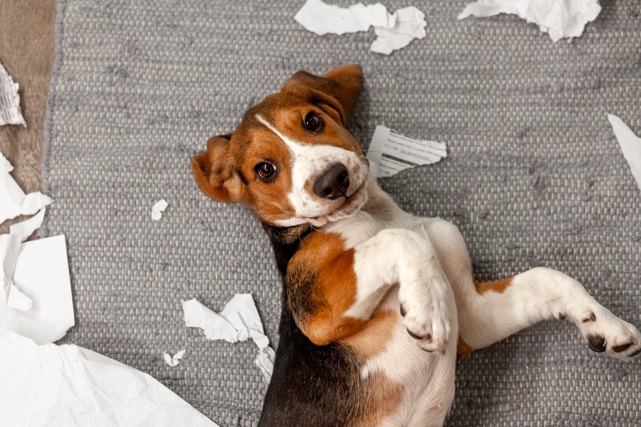 Beagle deitado no sofá com papel destruído ao redor