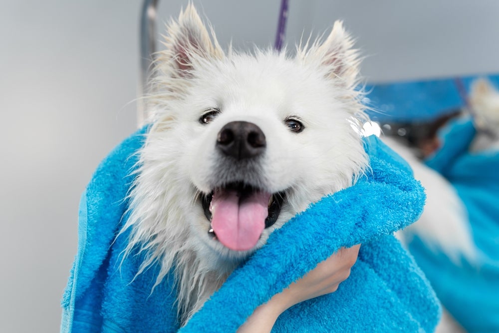 banho de cachorro: pessoa secando cão com toalha