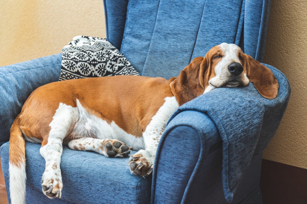 cachorro basset hound deitado na poltrona