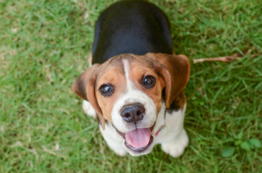 cachorro beagle sorrindo para a câmera