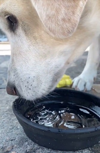 Língua do cachorro bebendo água