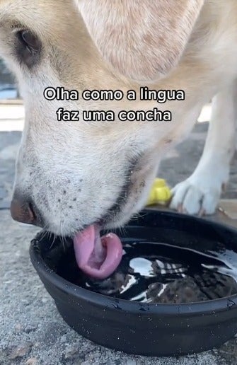 Língua do cachorro bebendo água
