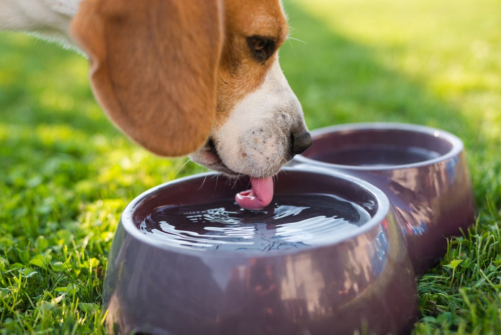cachorro bebendo água em pote de água