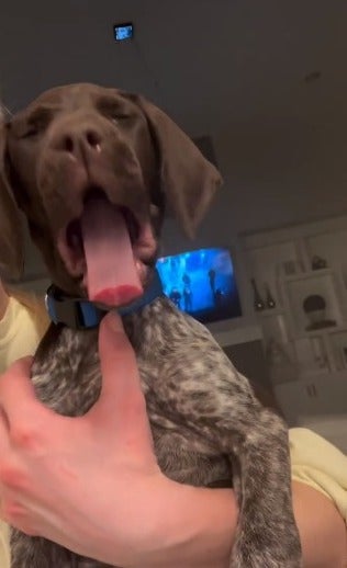 Cachorro bocejando no colo da tutora