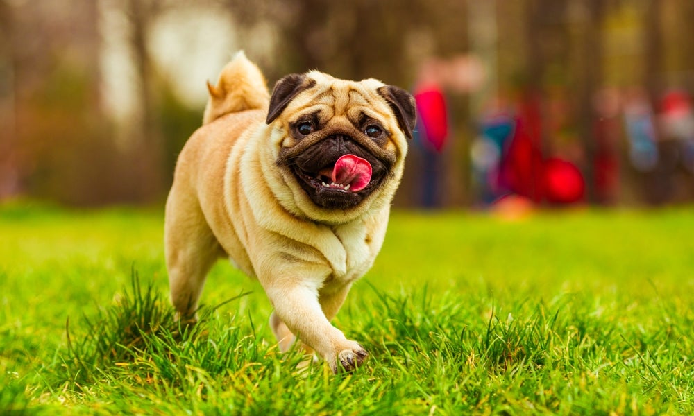 Cachorro braquicefálico: Pug correndo