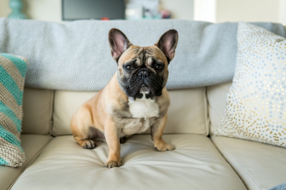 cachorro bulldog francês em cima do sofá
