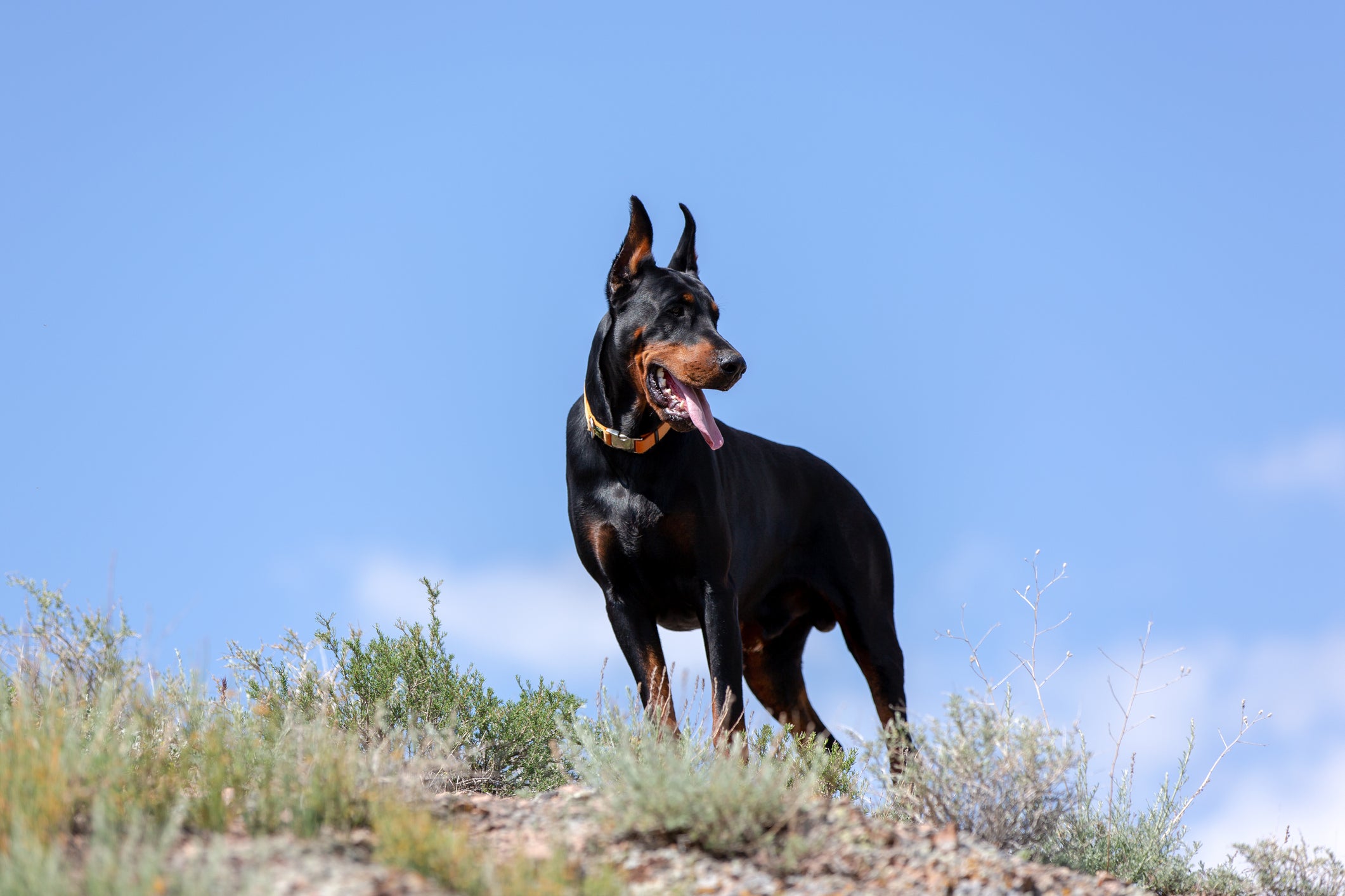 doberman na grama