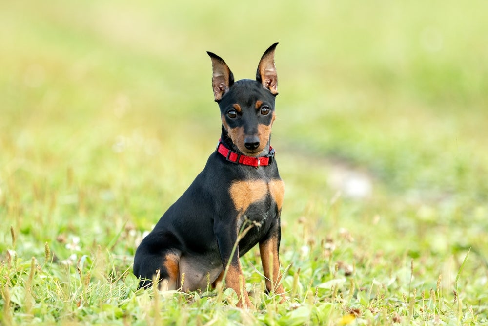 cachorro pinscher