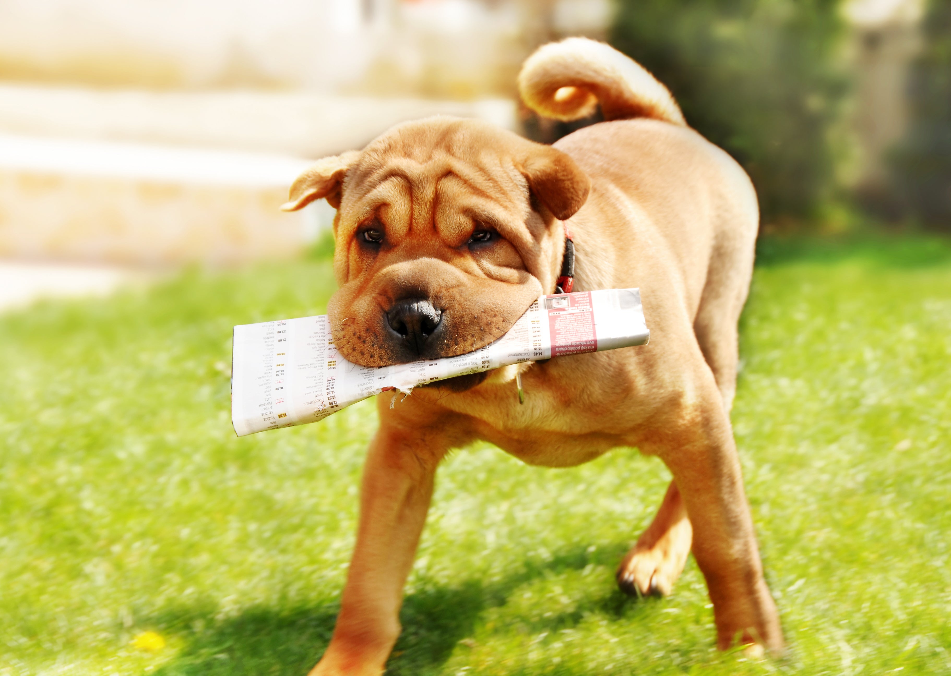 Shar-pei na grama brincando