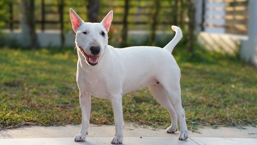 Bull terrier no sol