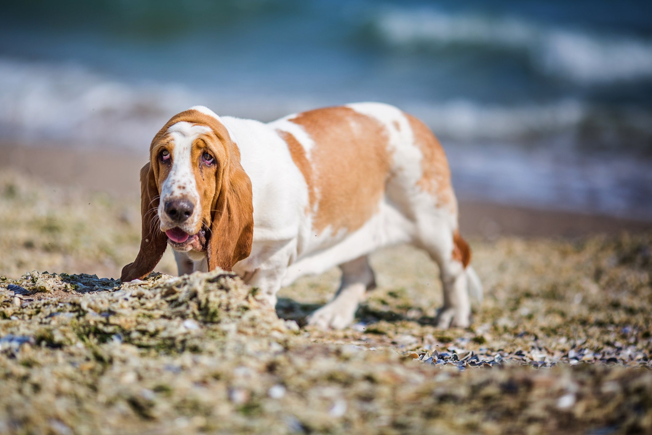 Basset Hound na praia