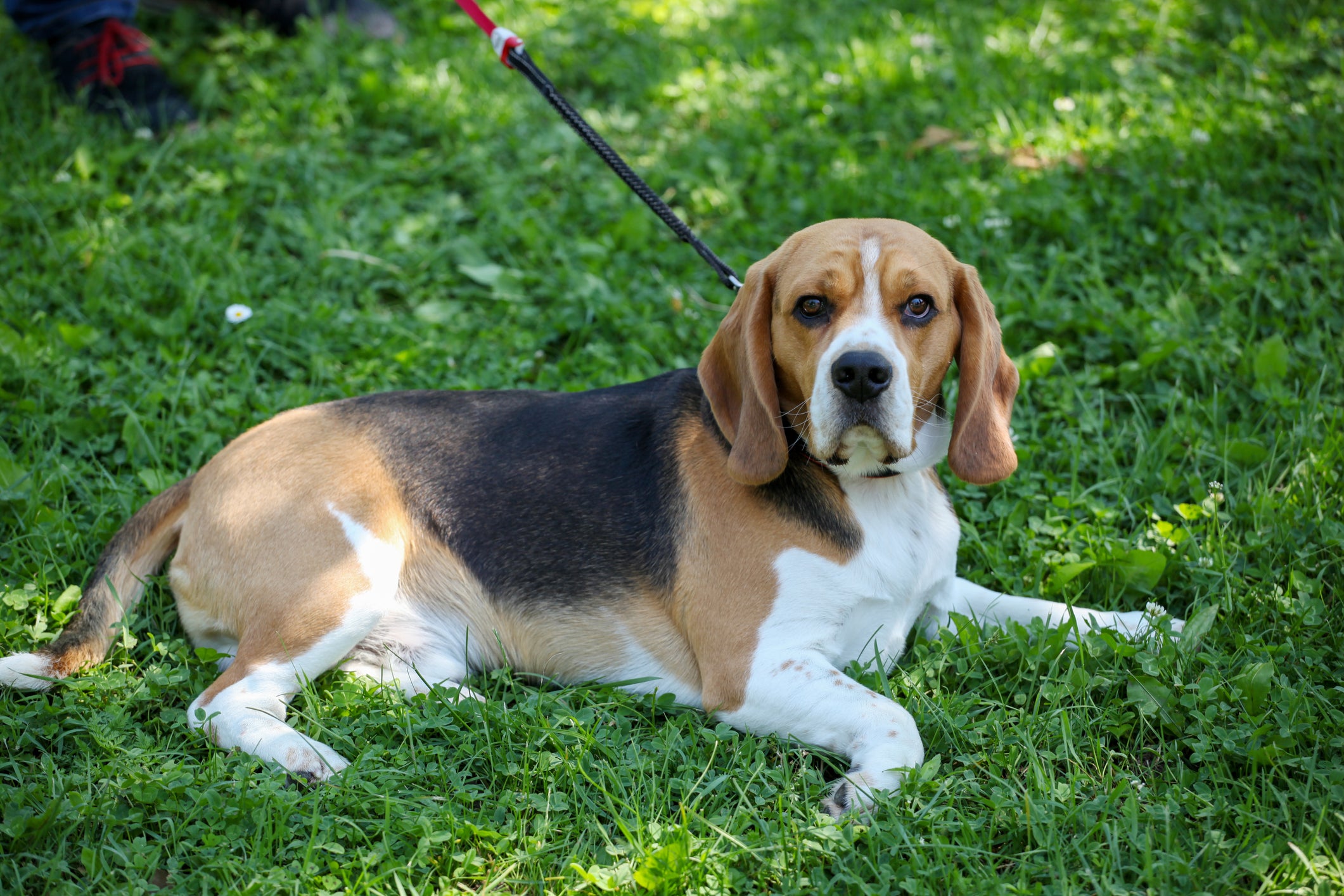 cachorro beagle deitado