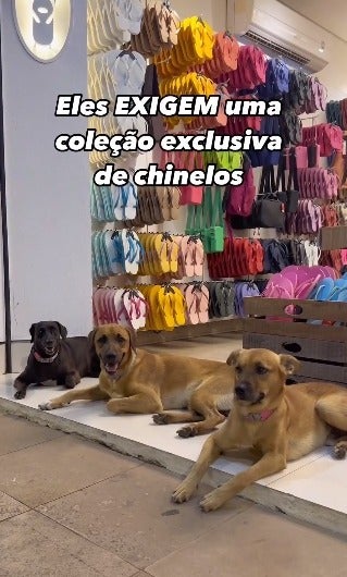 dois cachorros caramelos e um preto deitados na porta de loja de chinelos