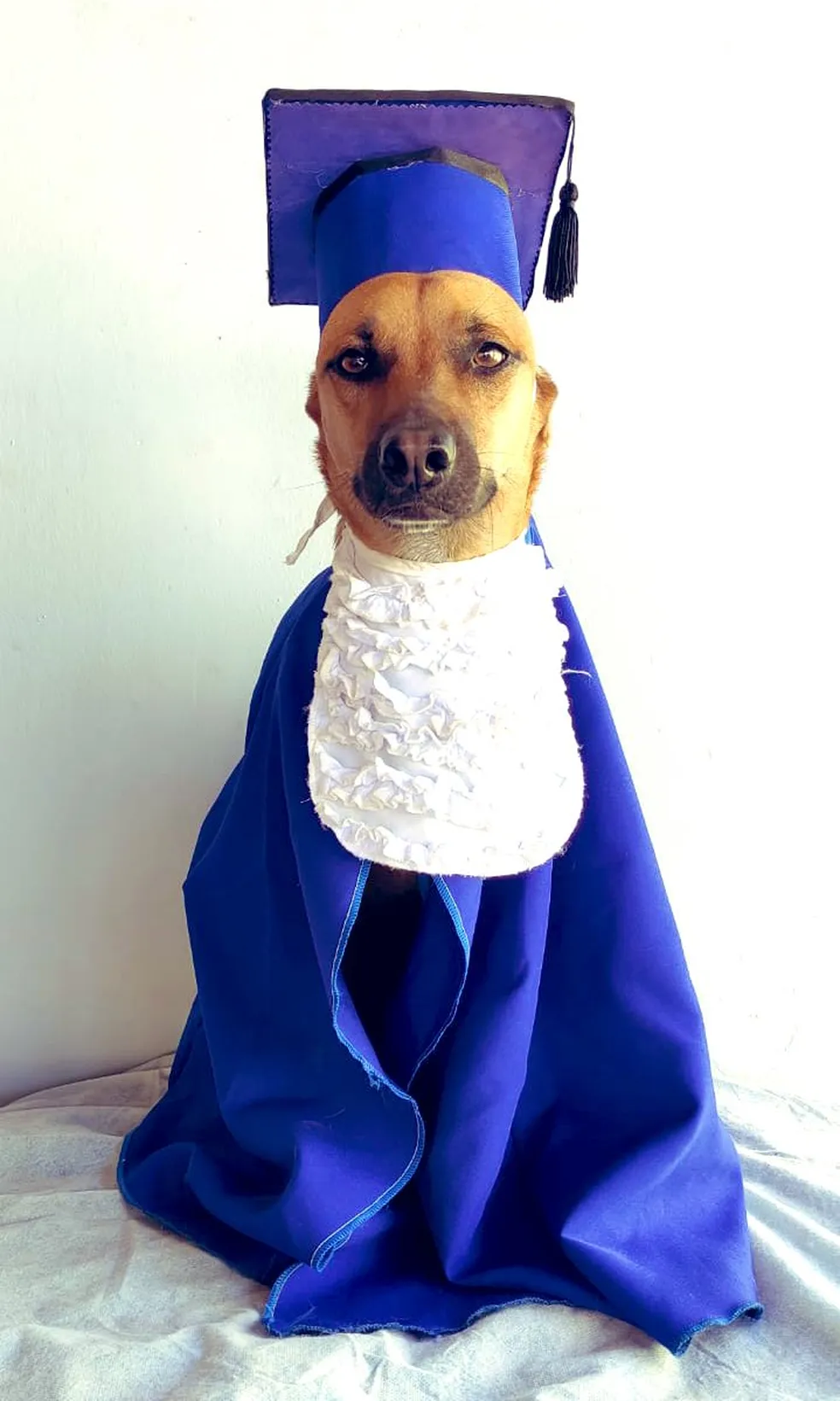 cachorro caramelo vestindo capa de formatura