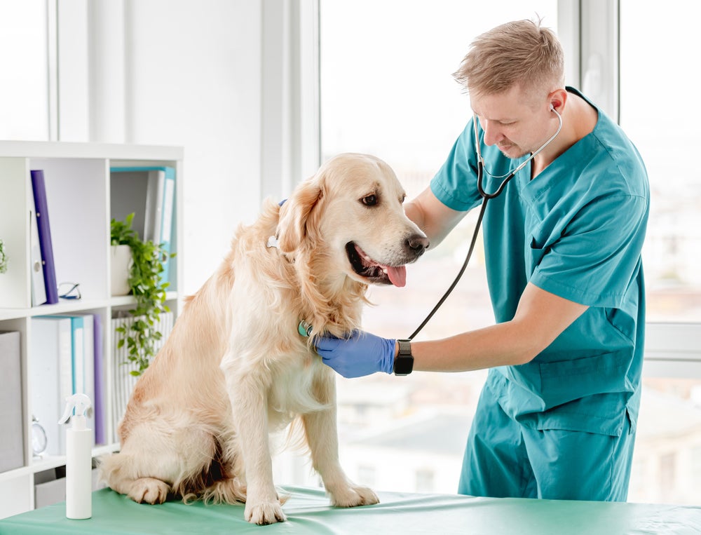 cachorro cardíaco: cão sendo examinado no veterinário