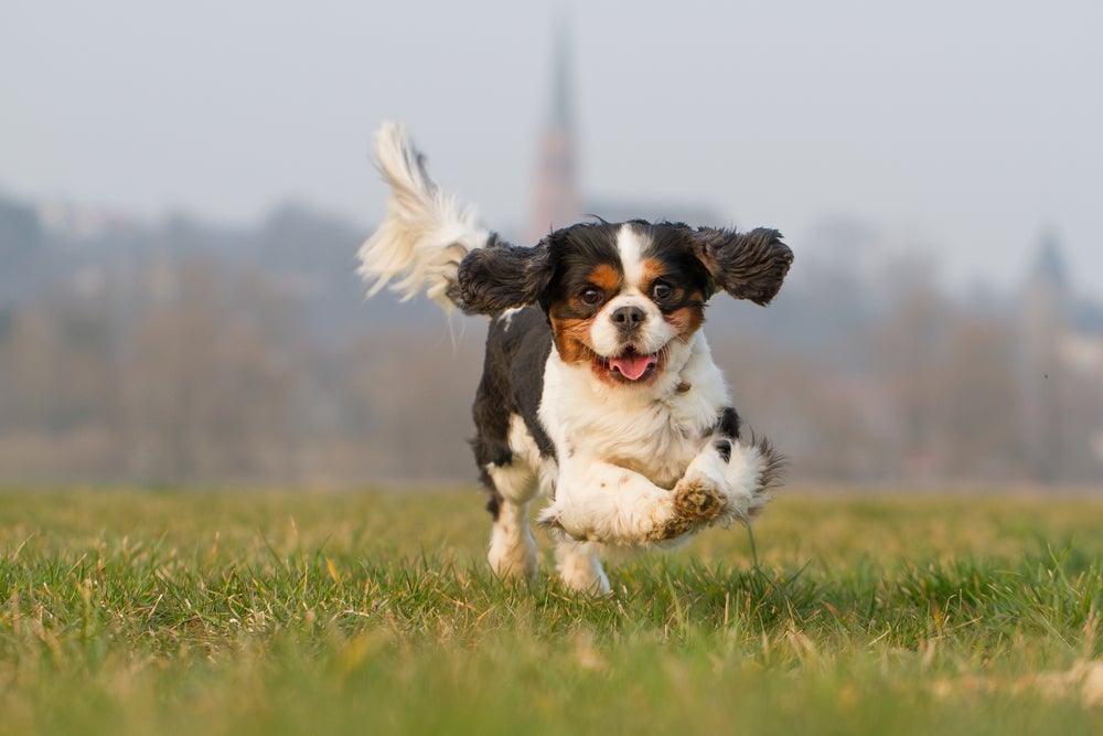 cachorro cavalier king charles spaniel correndo