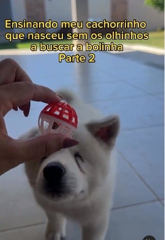 Cachorro cego olhando para bolinha que faz barulho