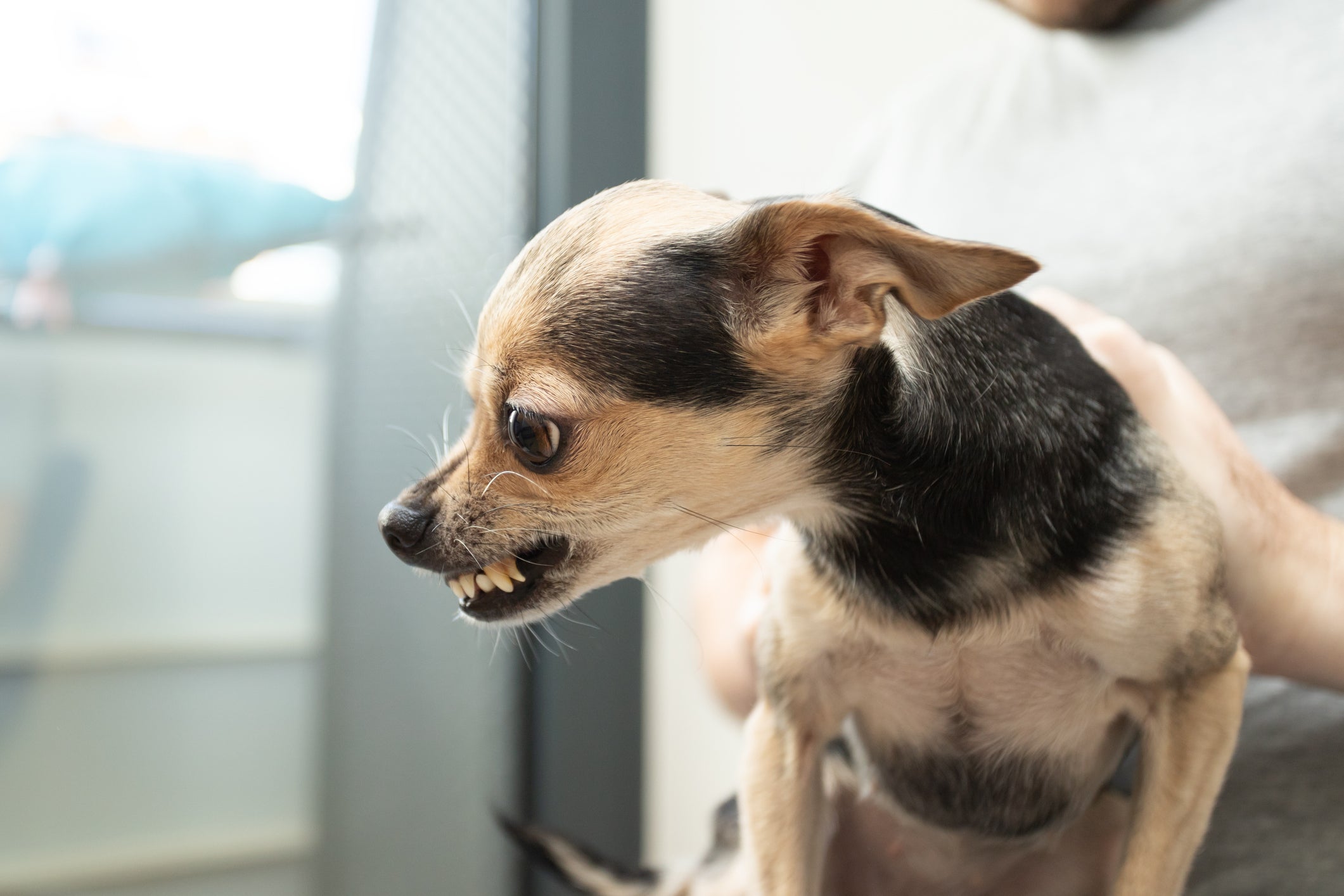Chihuahua latindo e rosnando 
