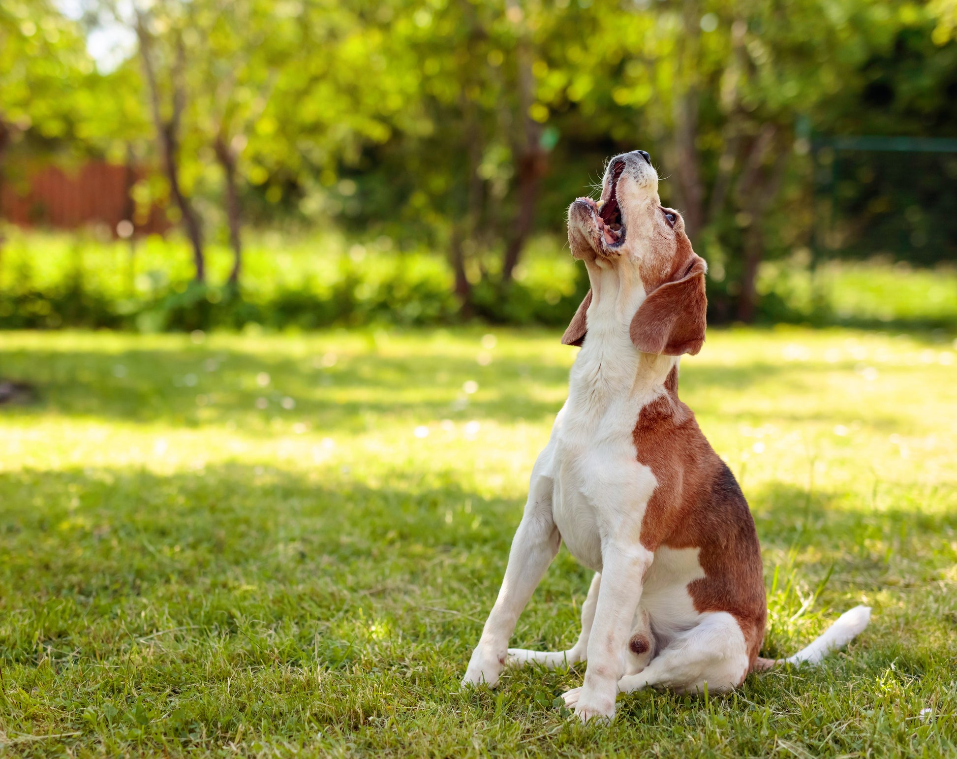 cachorro Beagle sentado ao ar livre latindo com o rosto virado para cima
