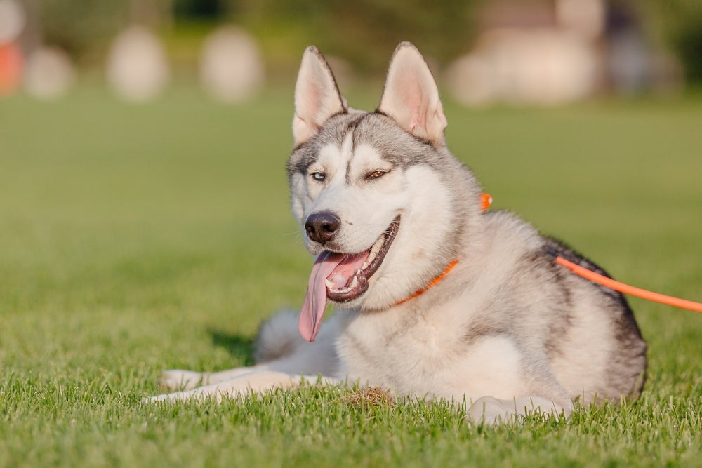 Husky Siberiano no sol