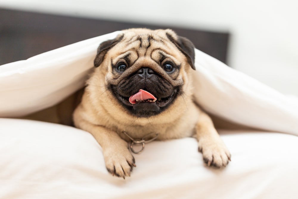 cachorro com a língua de fora deitado na cama