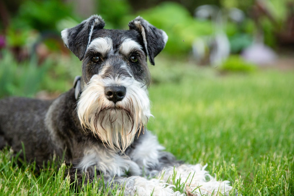 cachorro com bigode: schnauzer