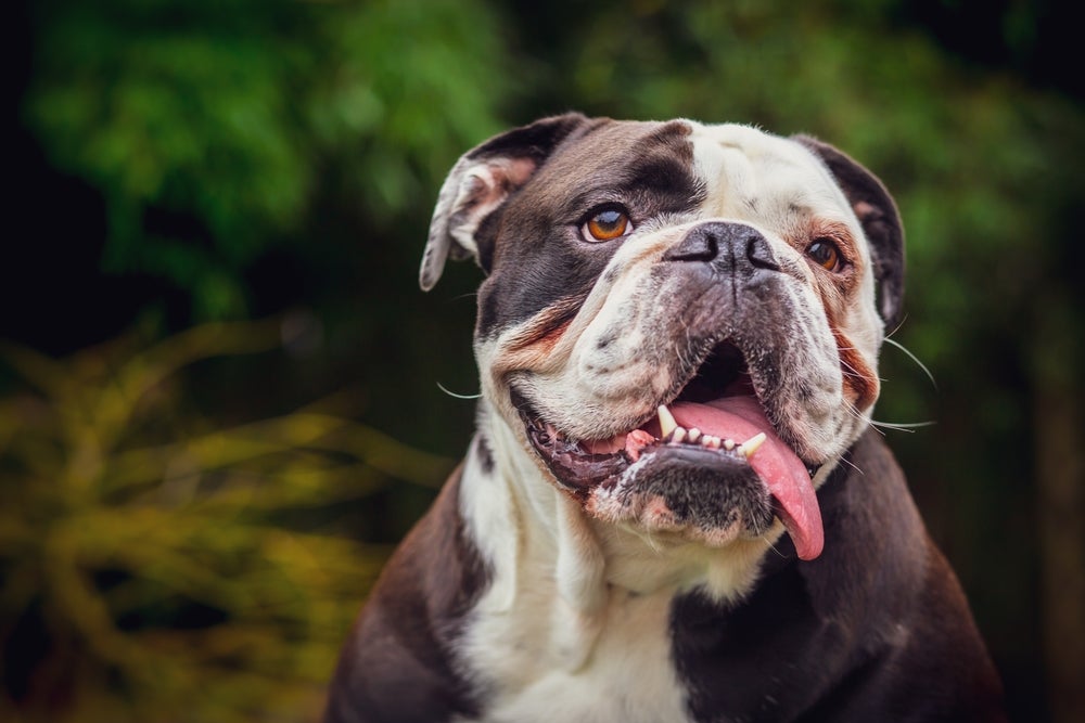 Bulldog Inglês com calor