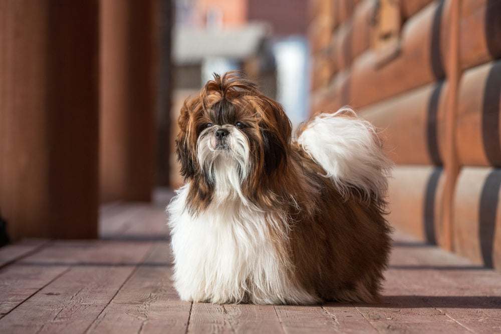 Cão da raça Shih Tzu