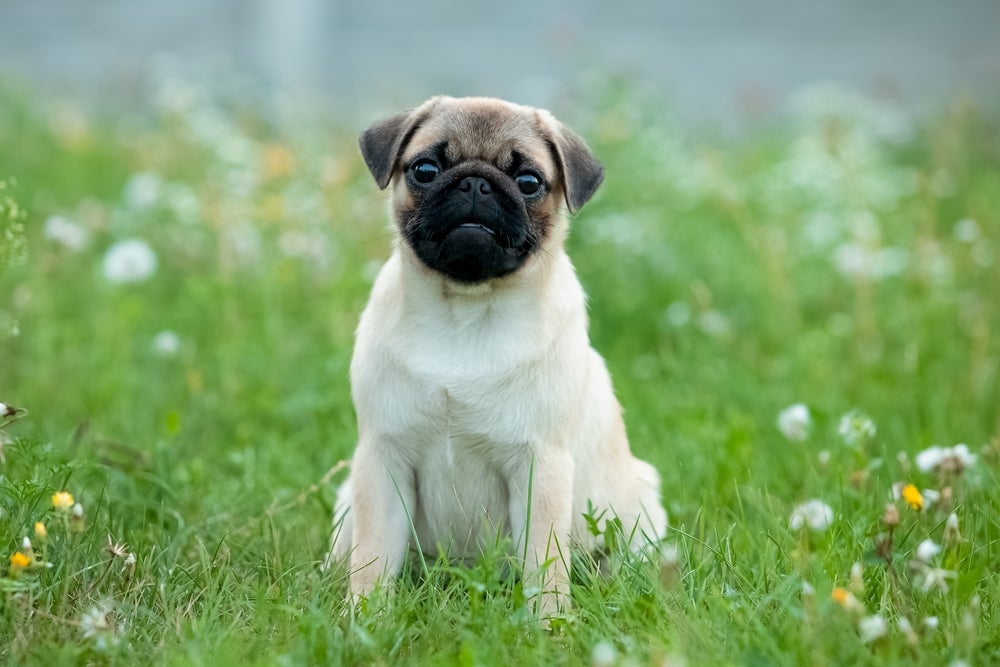 cachorro Pug na grama