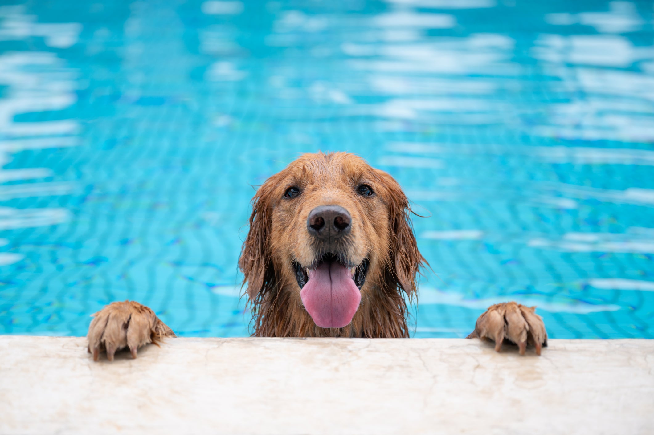 Golden Retriever na piscina