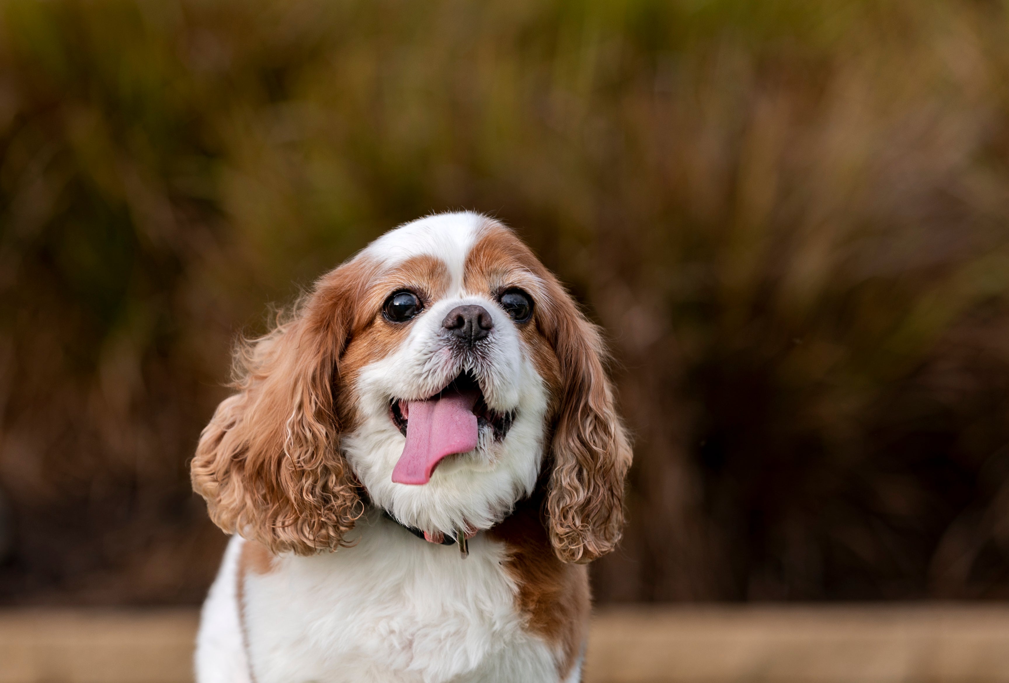 Cachorro da raça Cavalier King Charles