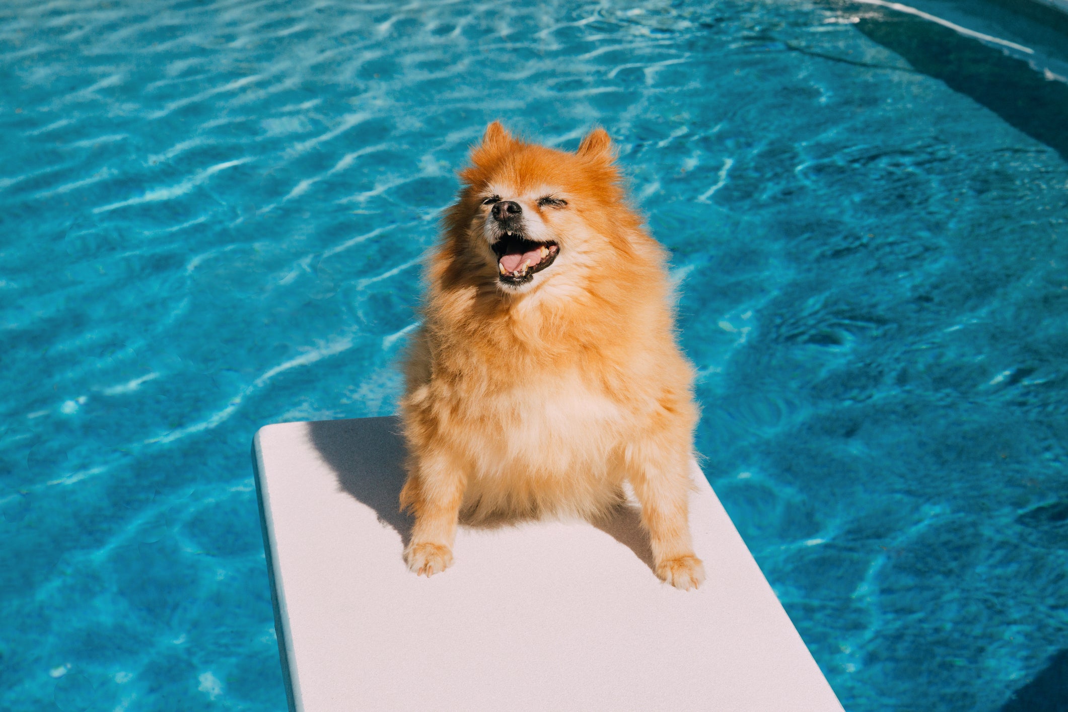 Lulu da Pomerânea no sol perto da piscina