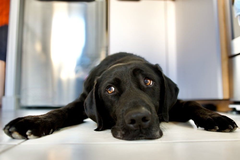 cachorro com diarreia com sangue: cão deitado no chão