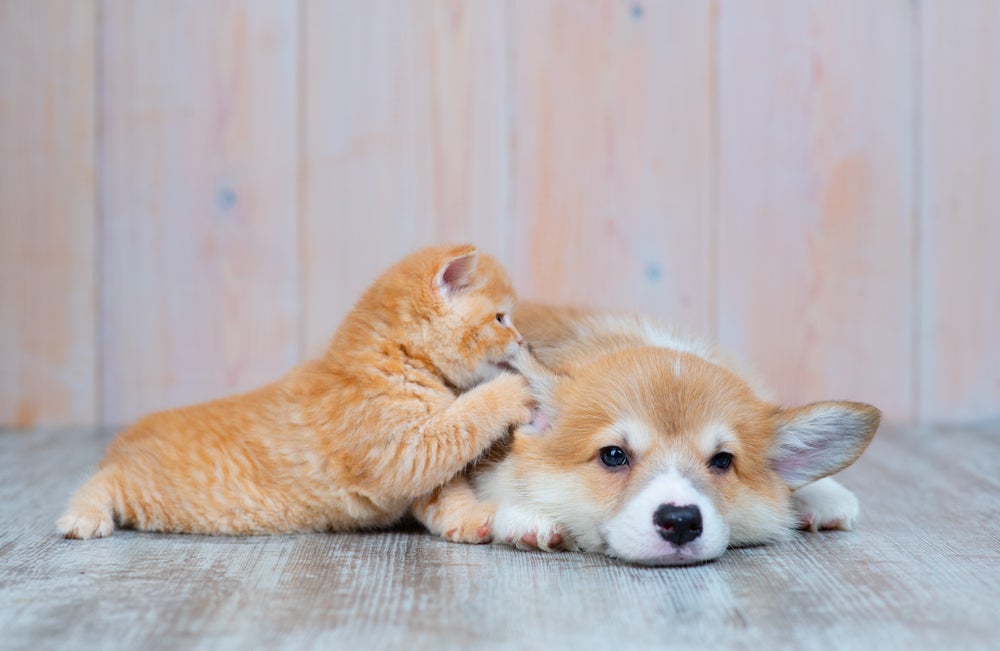 cachorro com gato em casa